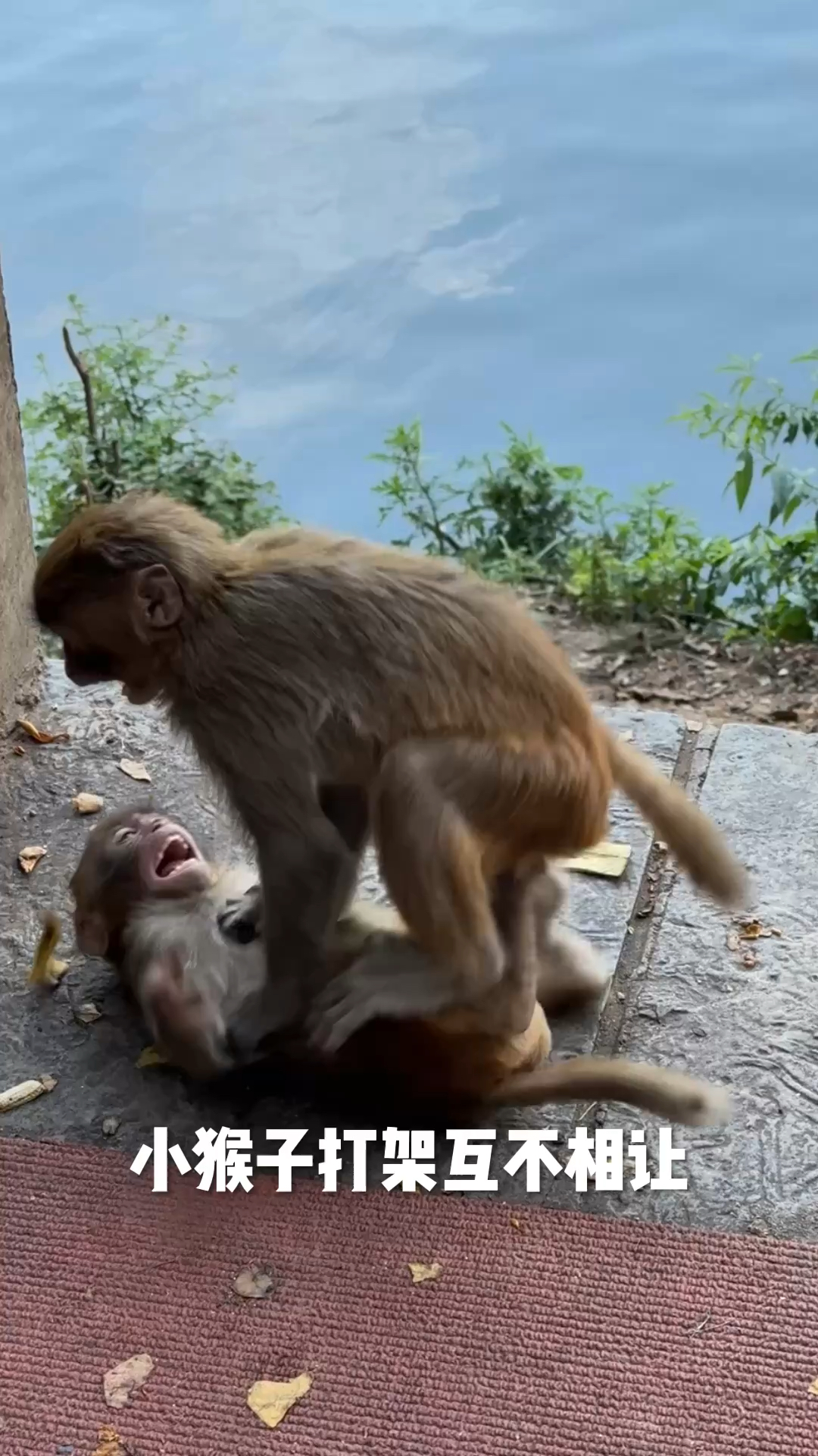 小猴打架互不相让