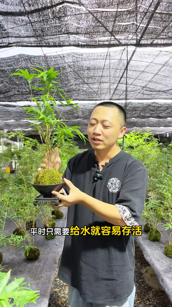 竹子中最好养的品种!