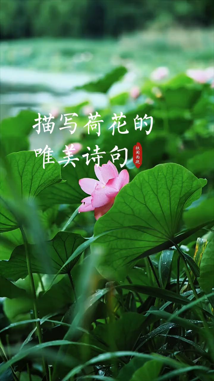 最美夏日荷花诗词!