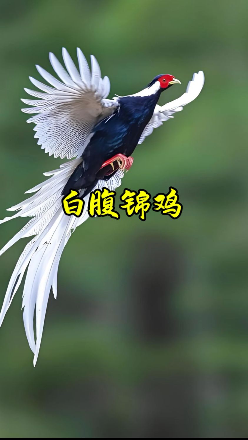 河北昌黎碣石山山脚下惊现二级保护鸟类:白腹锦鸡