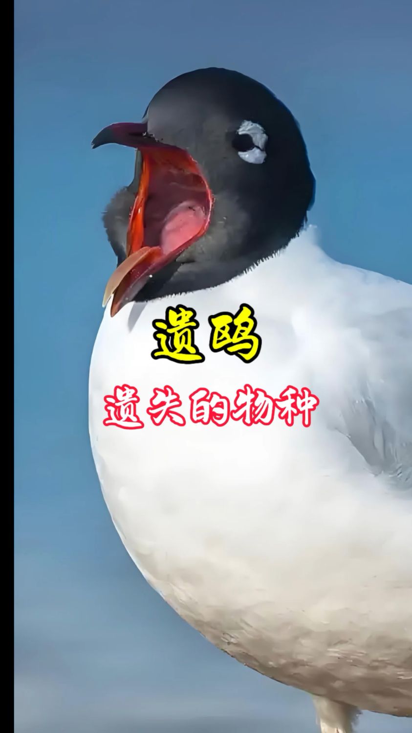 遗鸥：遗失的物种，国家一级保护鸟类