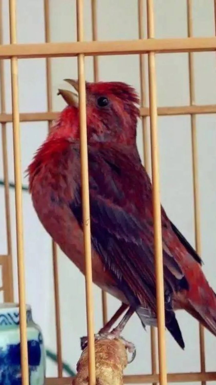 麻料鸟叫声清脆悦耳婉转动听,深受喜爱
