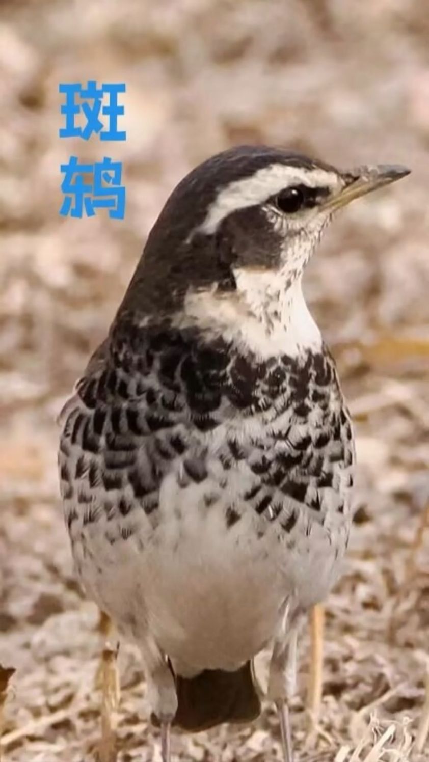 斑鸫鸟体型较大，俗称串鸡