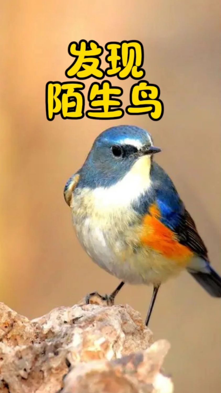 红胁蓝尾鸲是非常漂亮的蓝色小鸟