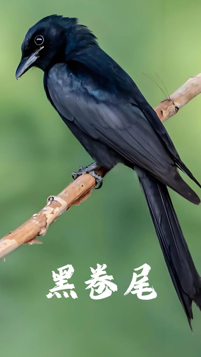 盘点野外常见的一百种鸟类，第八种黑卷尾，又名铁燕子、剪刀尾