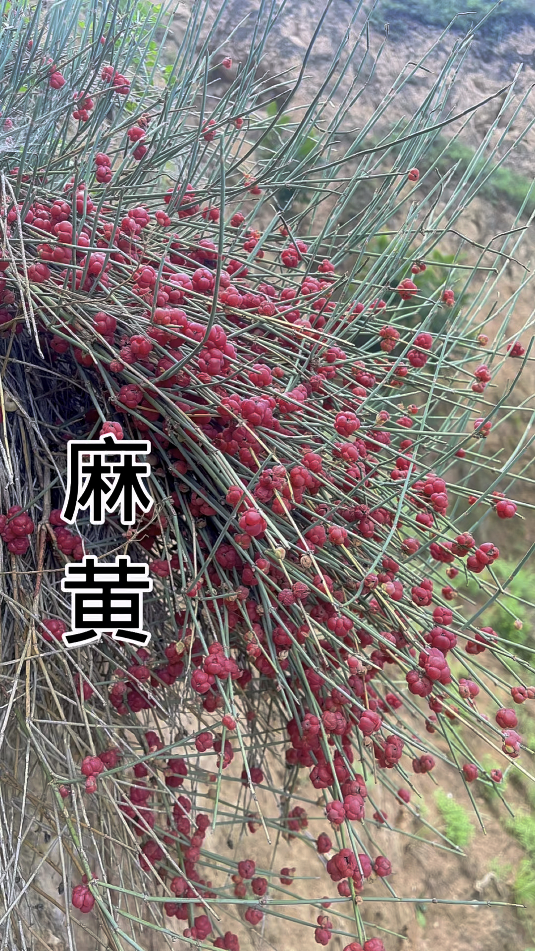 中草药四大神兽之一的麻黄你认识吗