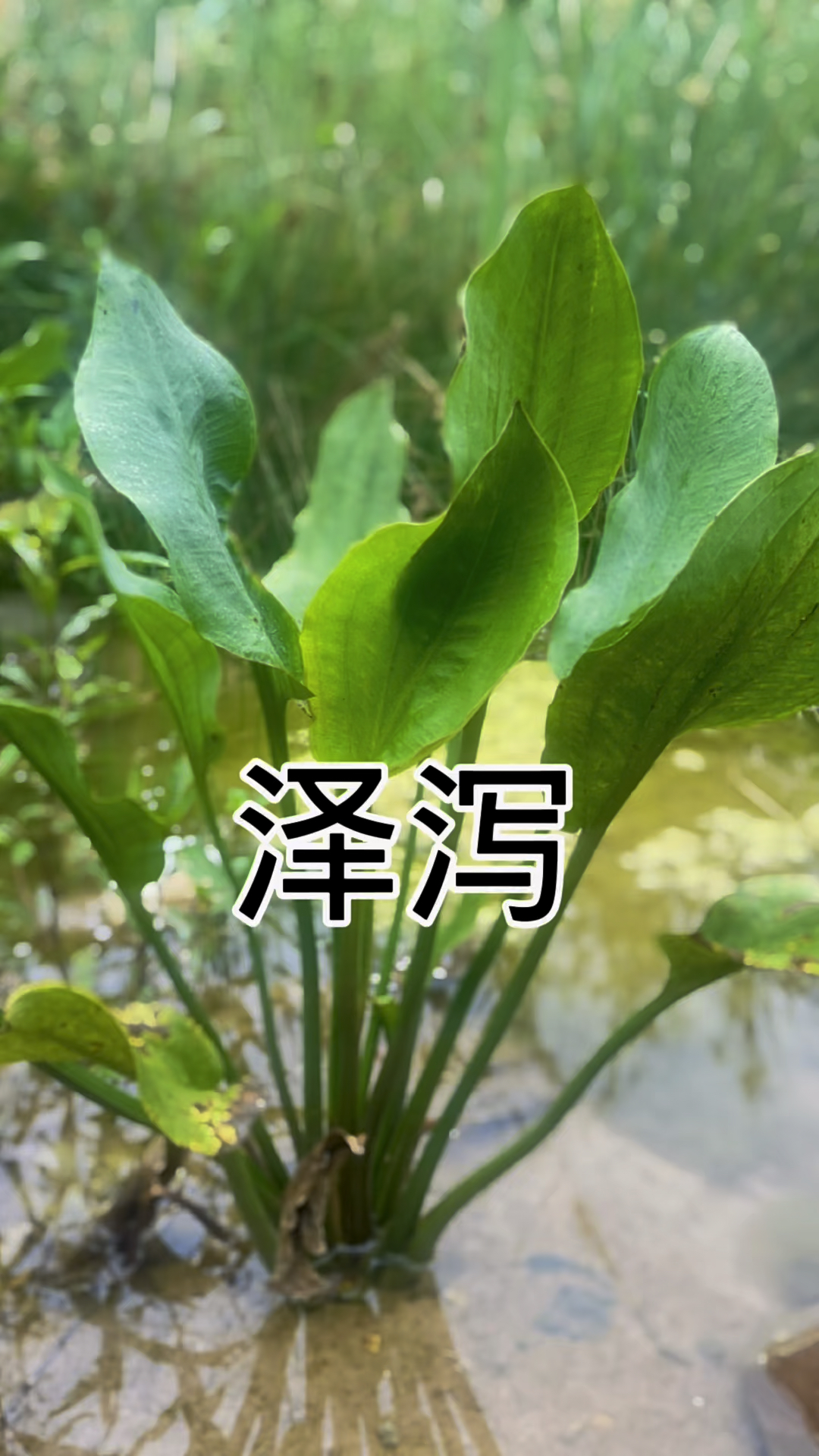 泽泻长啥样?30秒带你快速了解这味常用中药