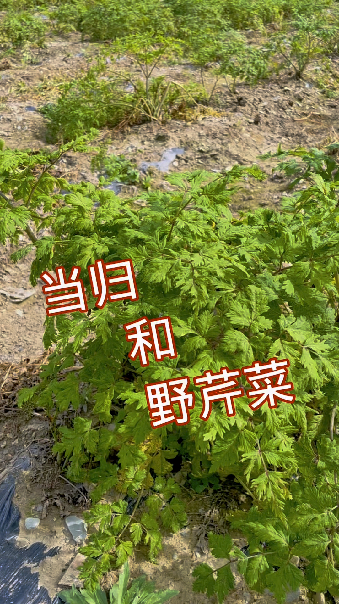 当归和野芹菜的区别