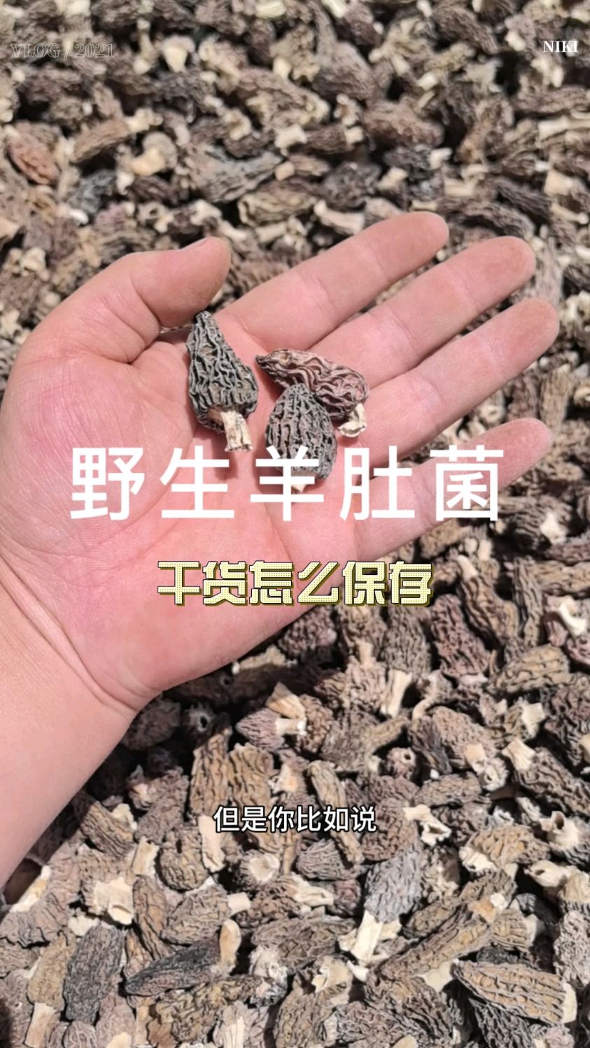 野生羊肚菌干货怎么保存?气候干燥放常温阴凉处气候潮湿放冰箱