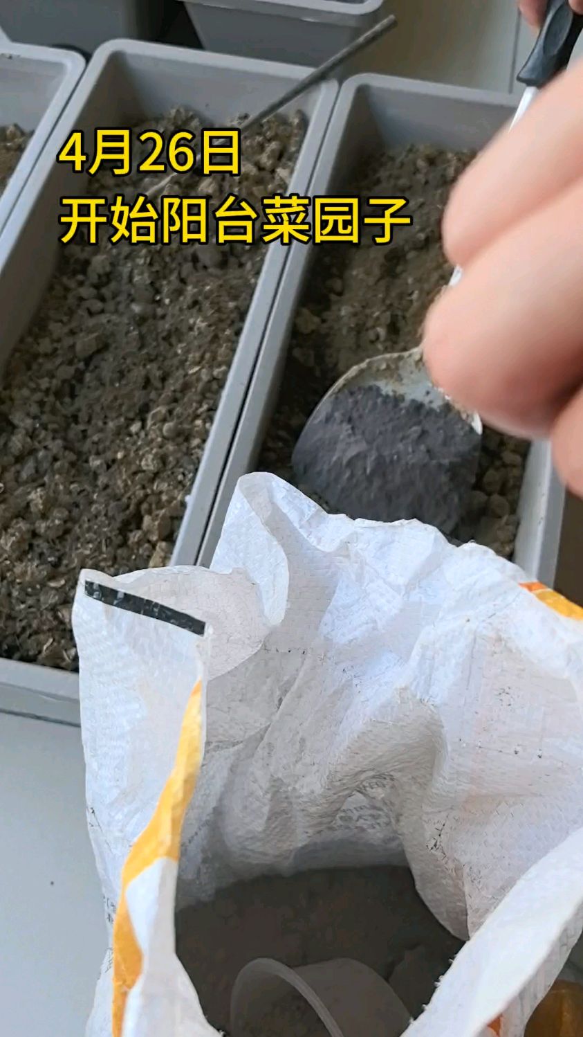 看看我的阳台菜园子,鸡毛菜最给力!四天时间已经这么喜人了!