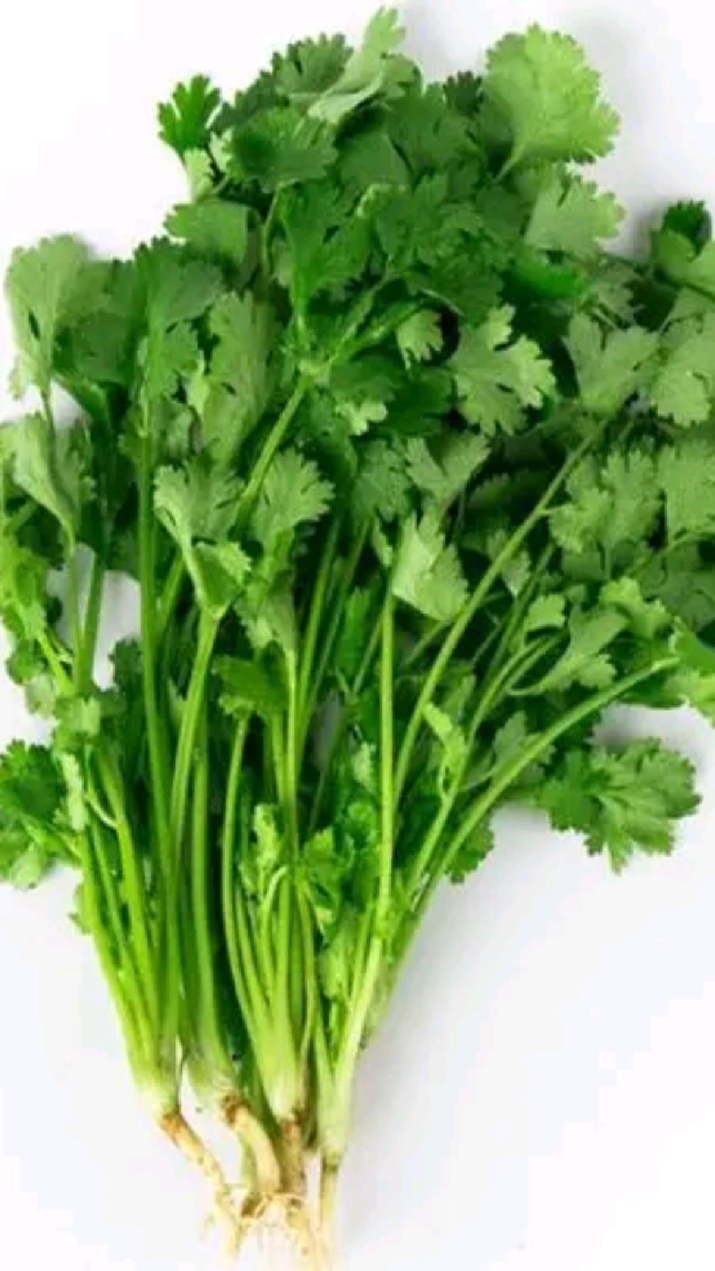 食用与养生功效篇之香菜(芫荽)
