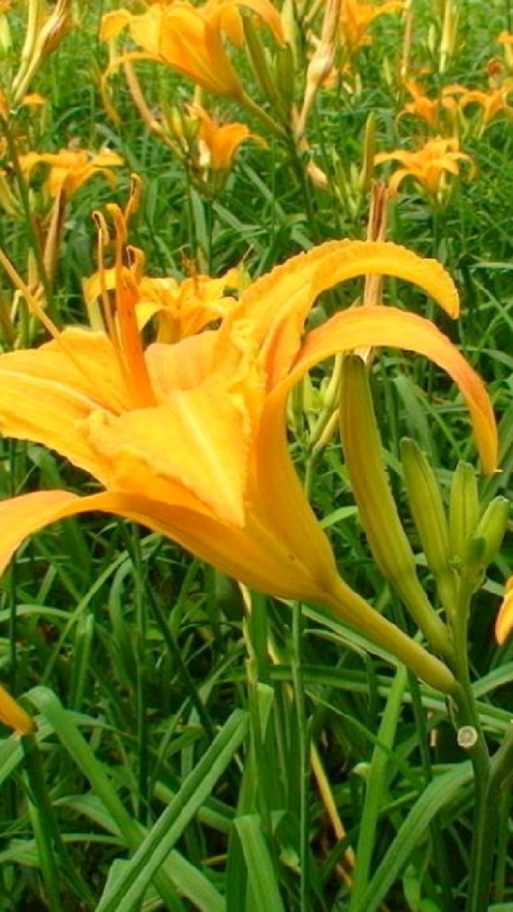食用与养生功效之黄花菜
