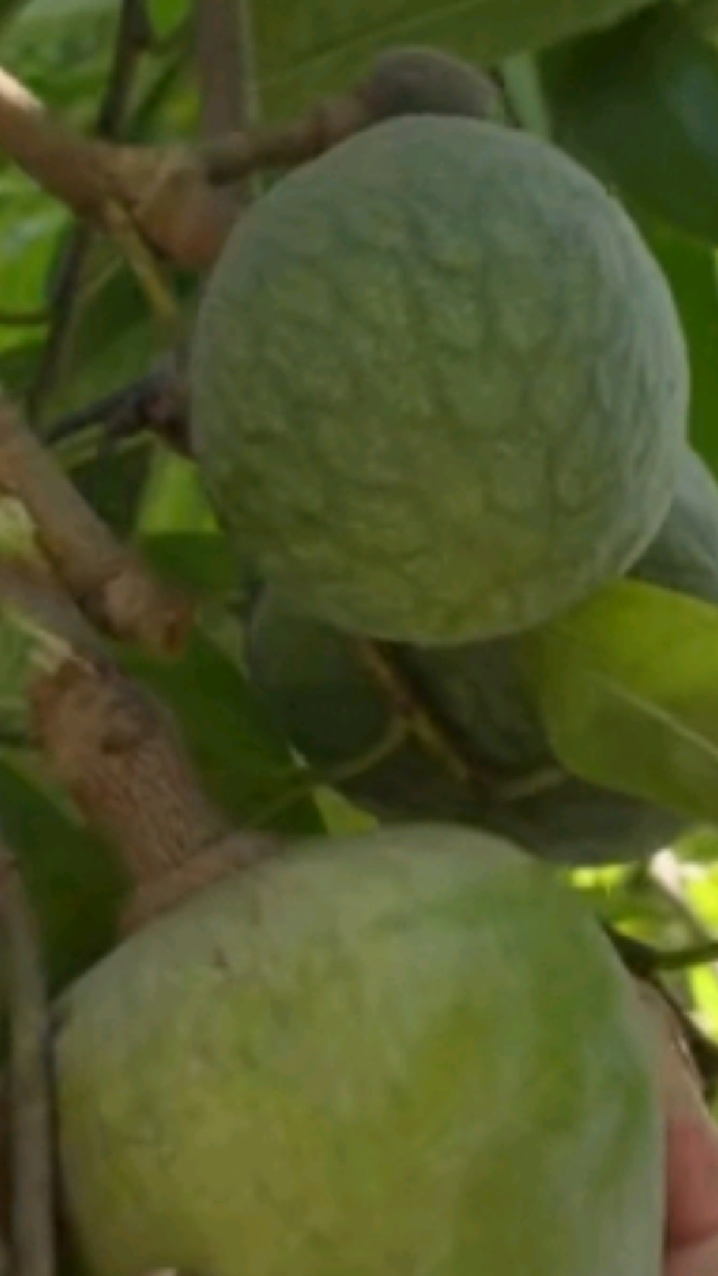 食用与养生功效篇之牛心果