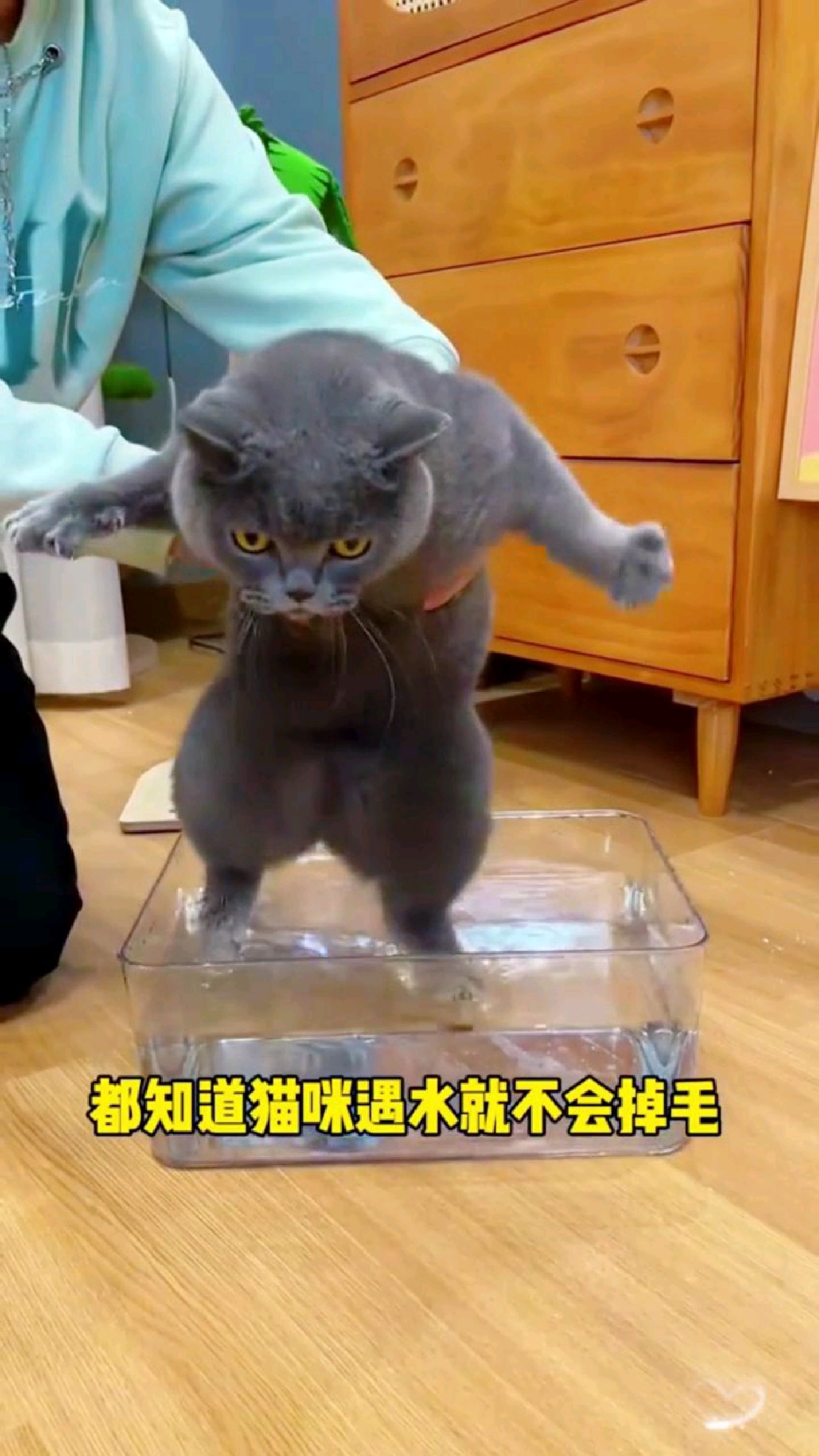 可爱好用的蒸汽梳子,再不不用担心猫咪不爱洗澡臭哄哄了