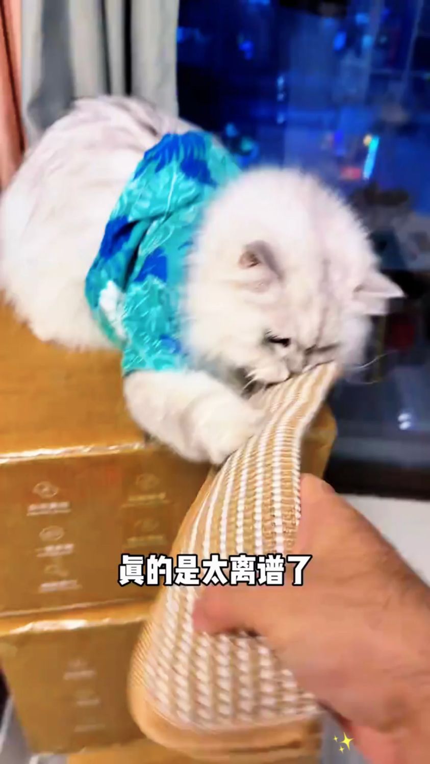 即是小枕头,又是猫薄荷玩具,还能当牙刷洁牙～绝了