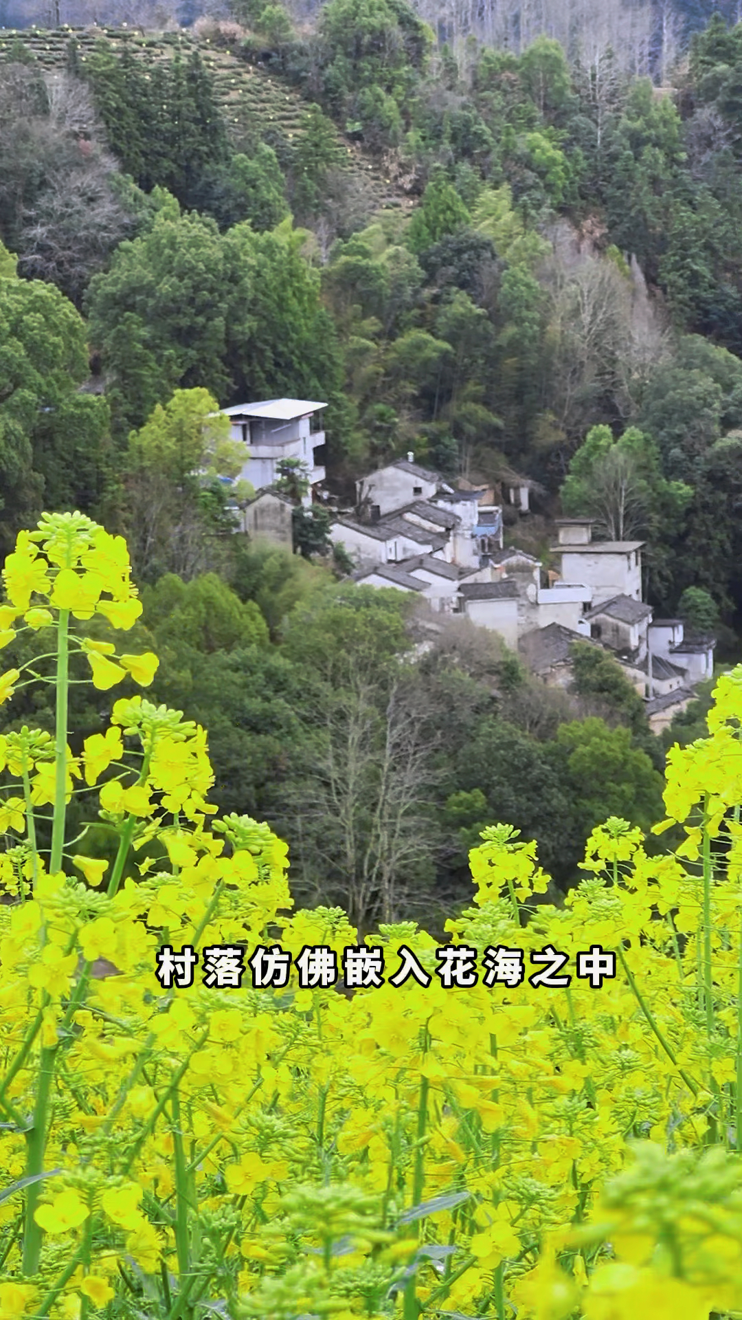 每年3到5月份油菜花 桃花开的季节 山上的风景真的很美