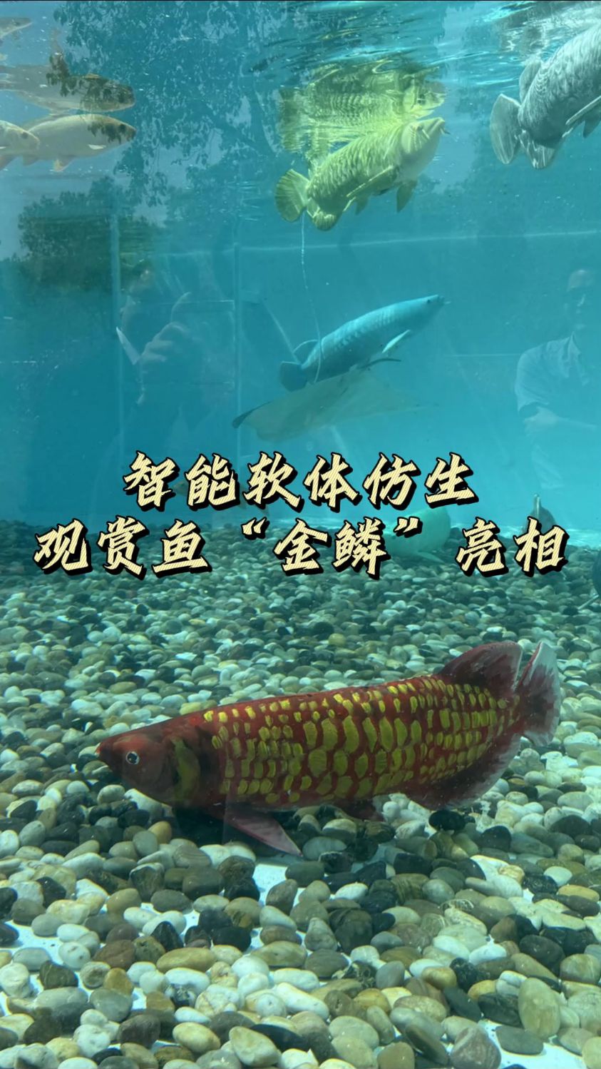 智能软体仿生观赏鱼“金鳞”亮相#仿生鱼#金龙鱼#水族馆