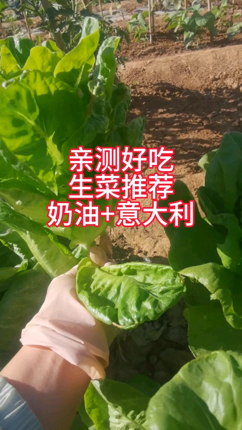 亲测自己种的好吃的生菜,我种的奶油生菜,意大利生菜口感不错