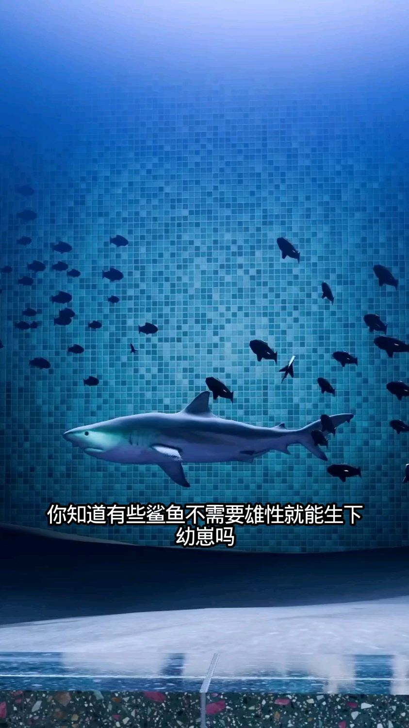 有些鲨鱼不需要雄性就能生下幼崽