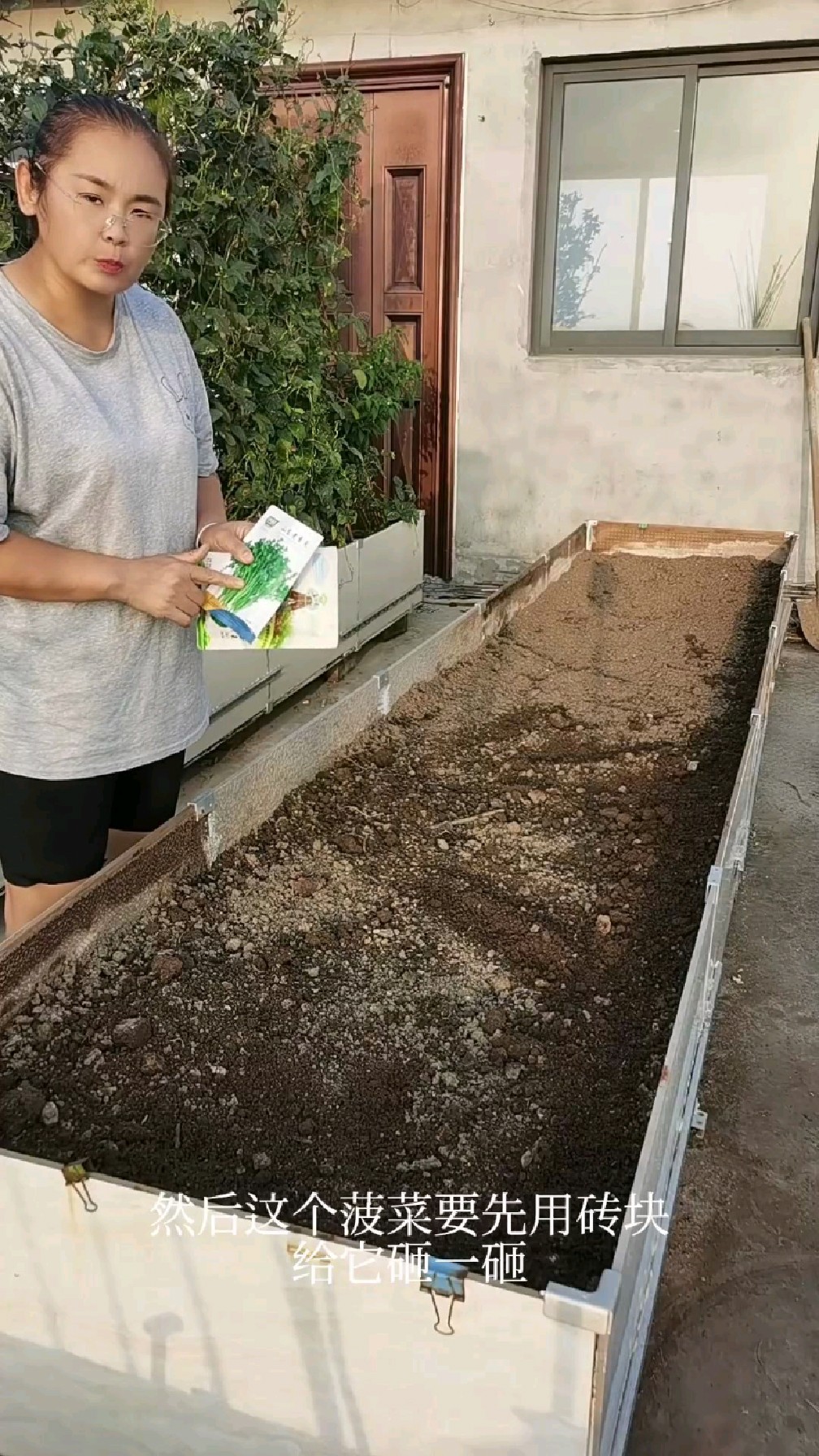 秋播开始种香菜和菠菜