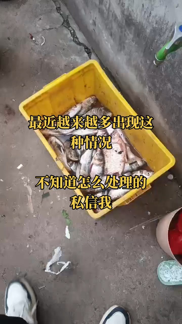 草鱼,鲫鱼都出现此类问题,身上发红,掉鳞片,不知道怎么处理
