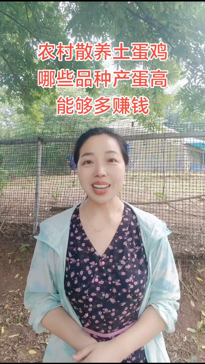 农村想养特色土蛋鸡,哪些品种产蛋高,才能多赚钱呢 #养鸡