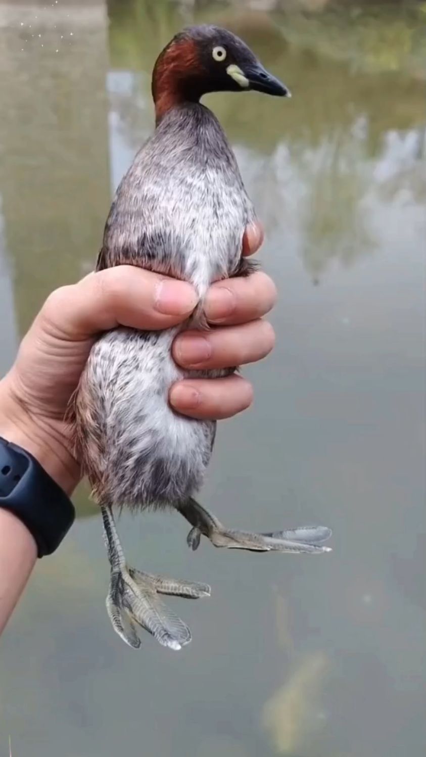 十五种品种的鸭子有多少是你认识的呢