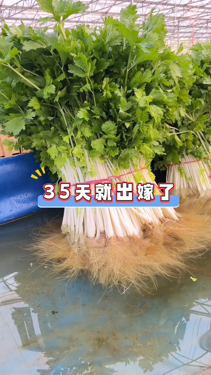 水培蔬菜种植技术