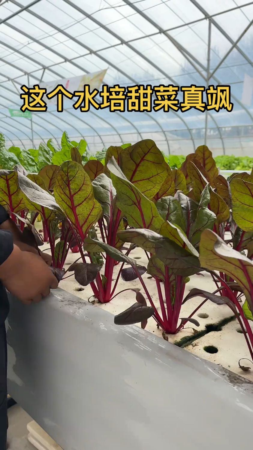 无土栽培水培蔬菜种植技术分享