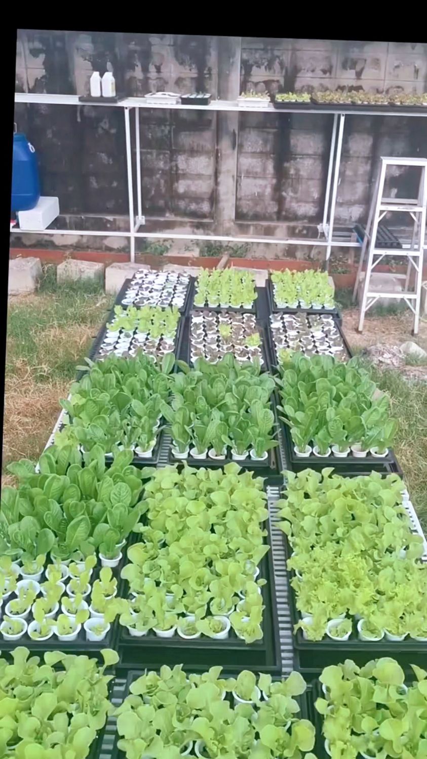 无土栽培水培蔬菜种植技术分享