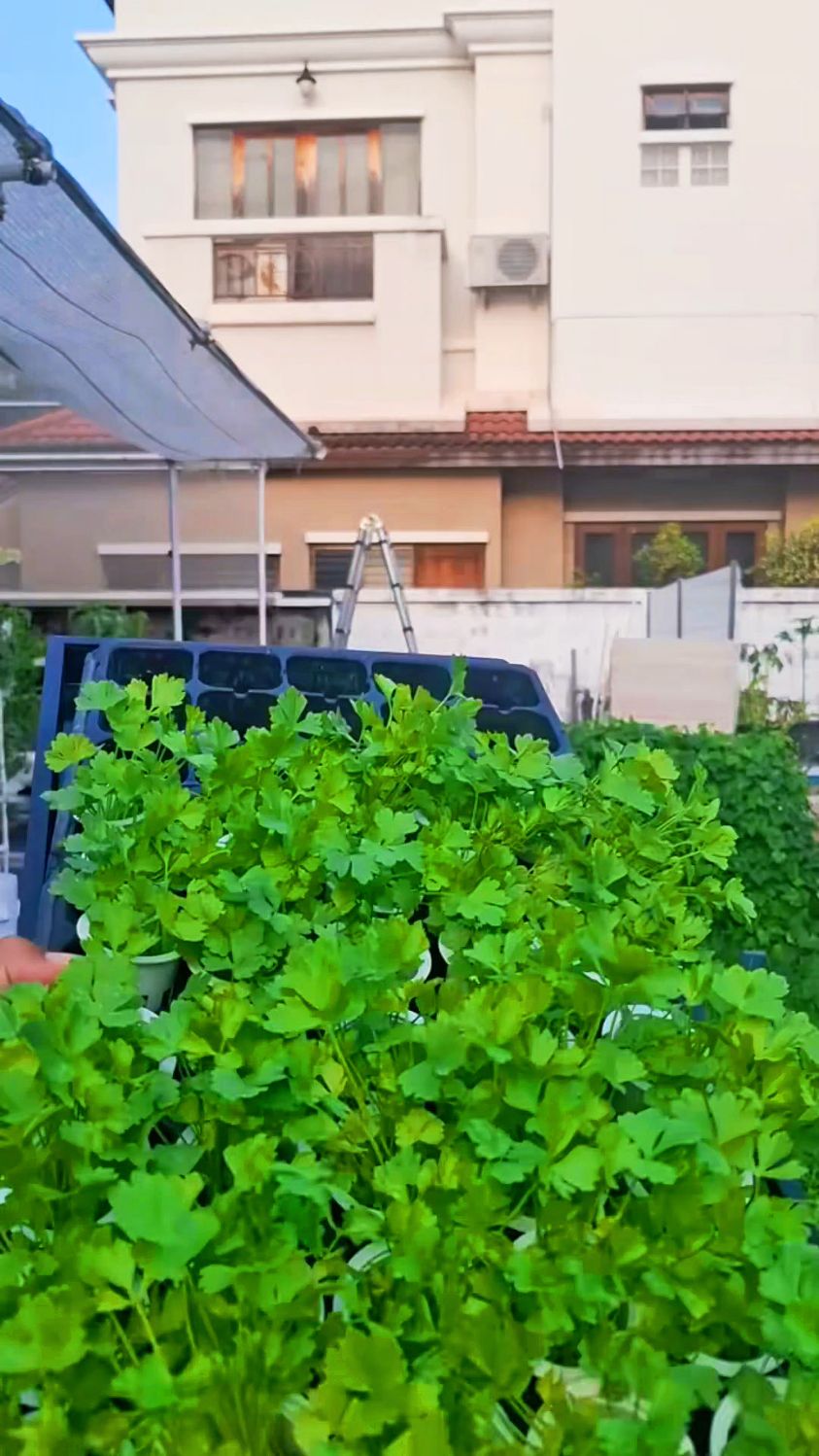 无土栽培水培蔬菜种植技术分享