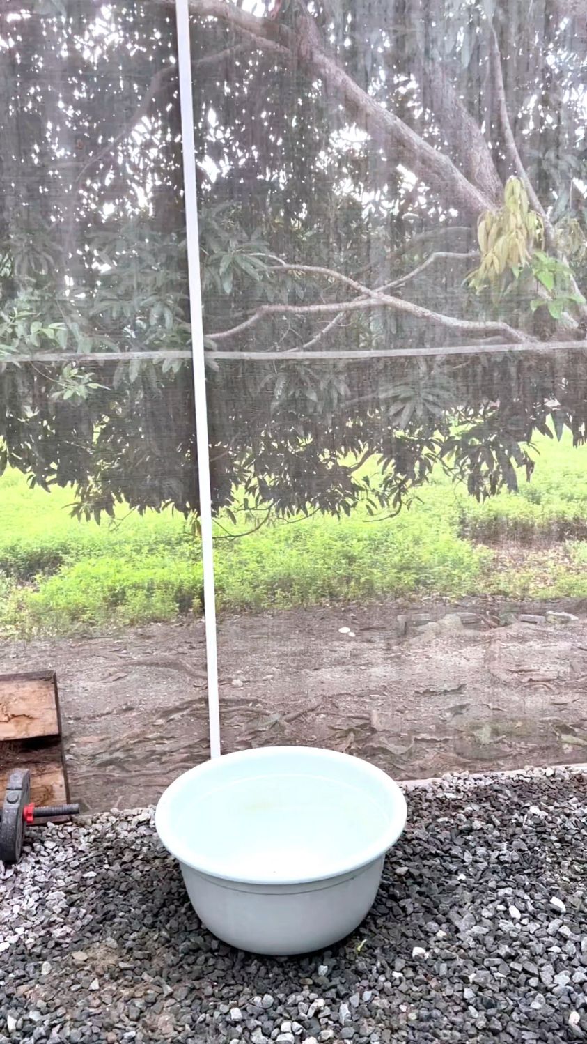 无土栽培菠萝水培蔬菜种植技术分享