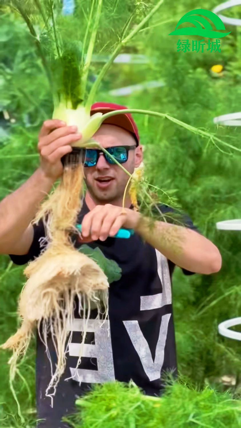 无土栽培水培塔蔬菜种植技术分享