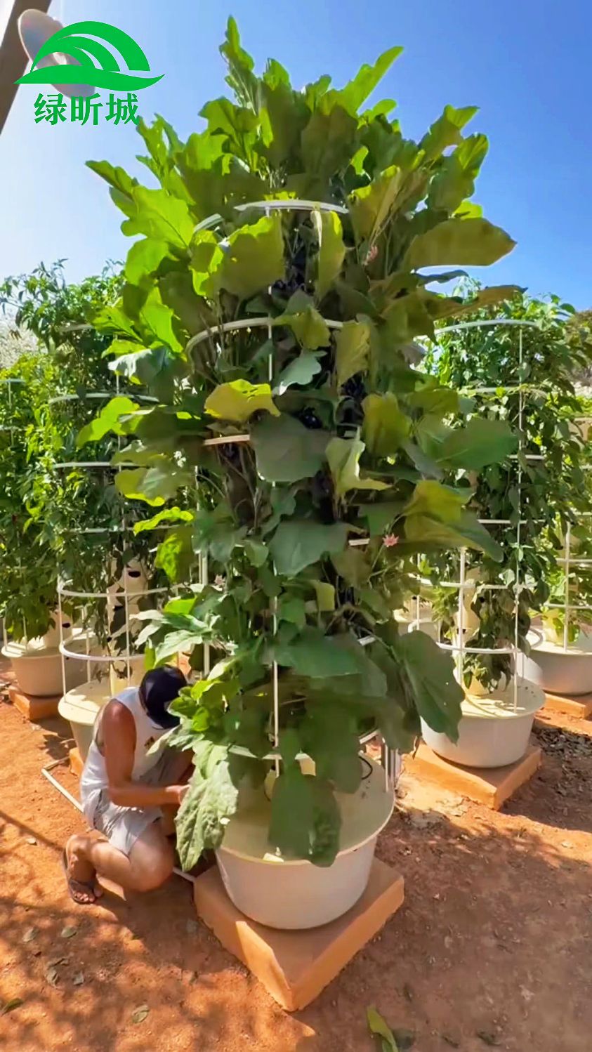 无土栽培水培塔蔬菜种植技术分享