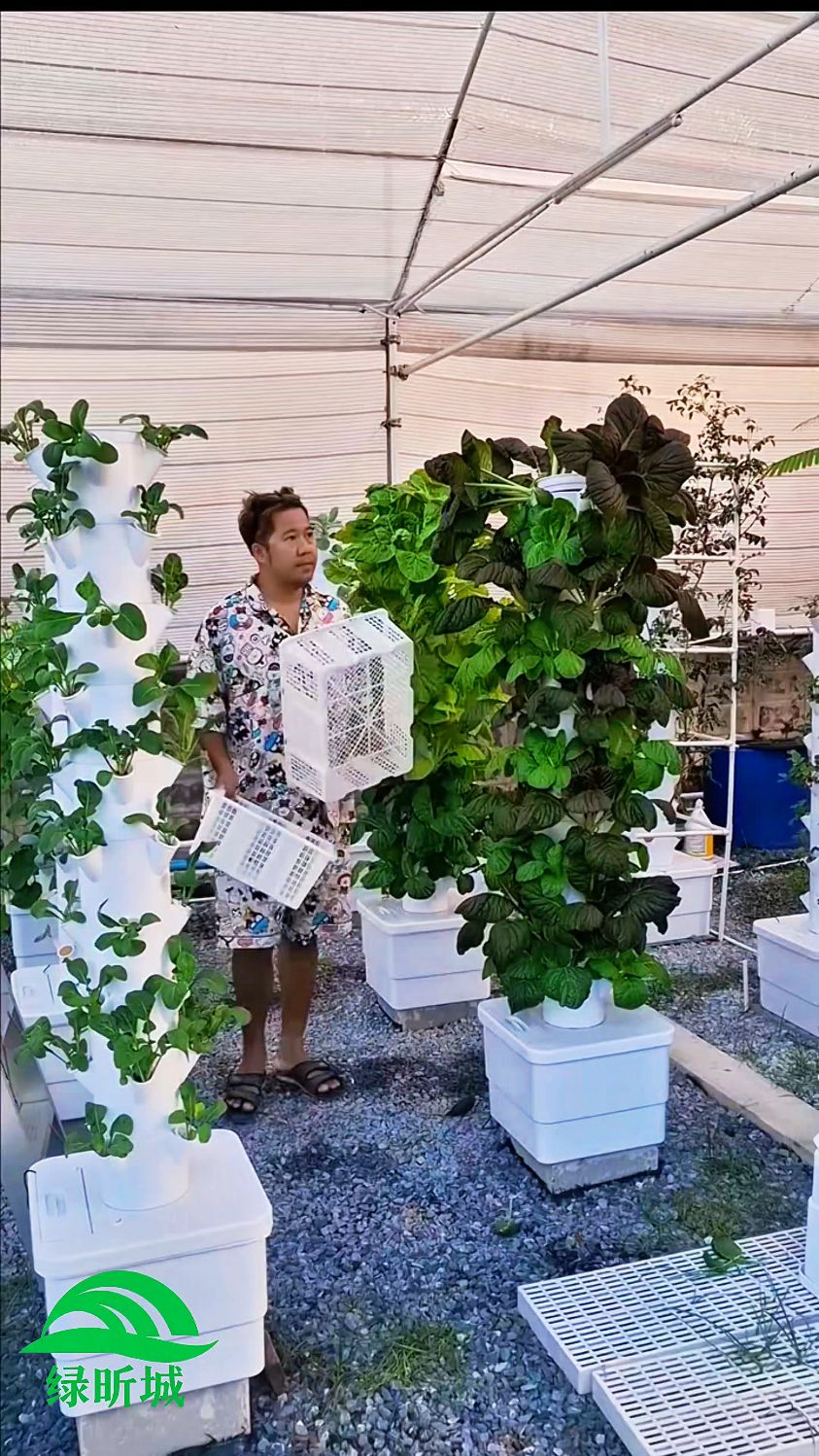 无土栽培水培蔬菜种植技术分享