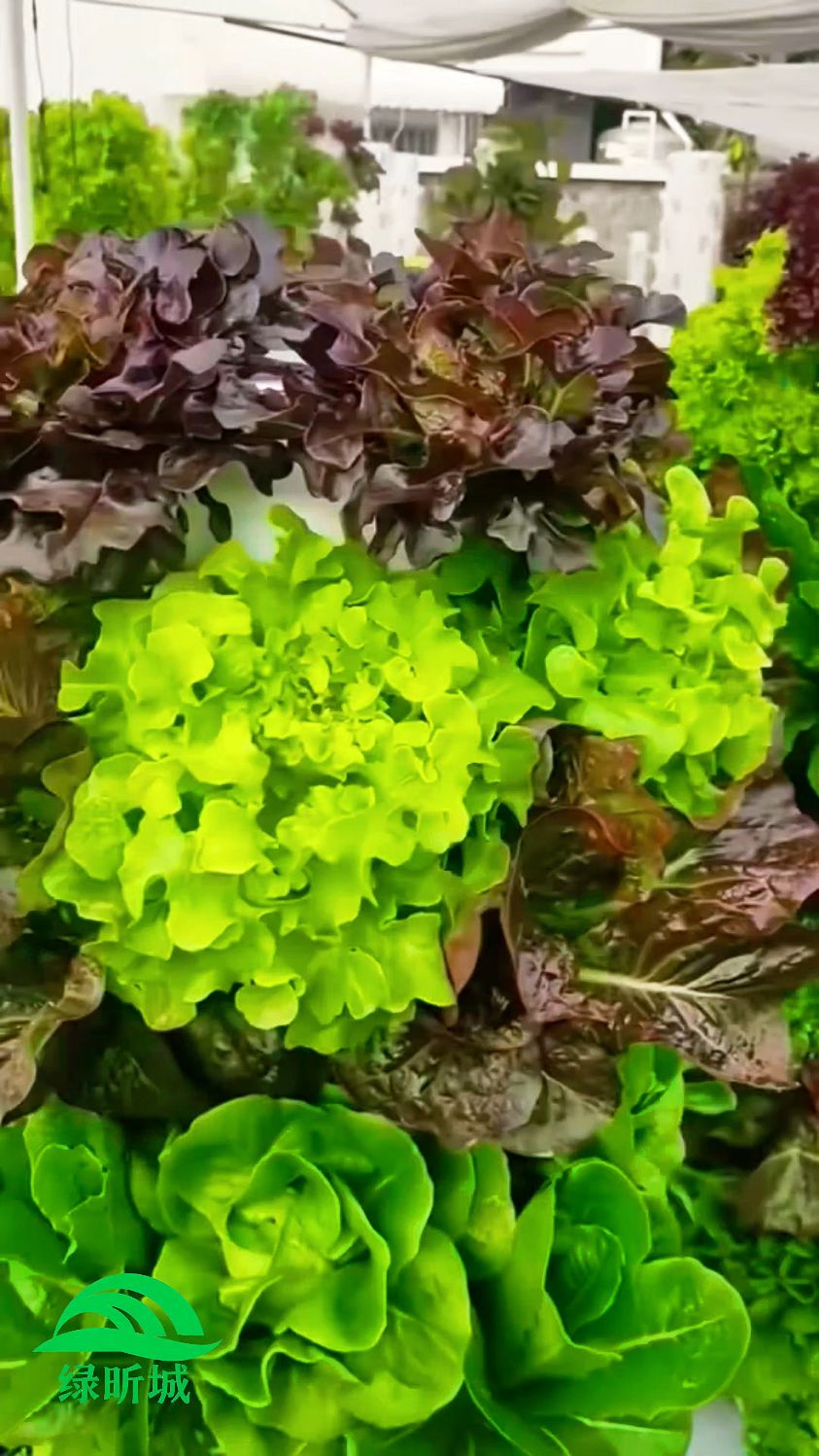 无土栽培水培塔蔬菜种植技术分享
