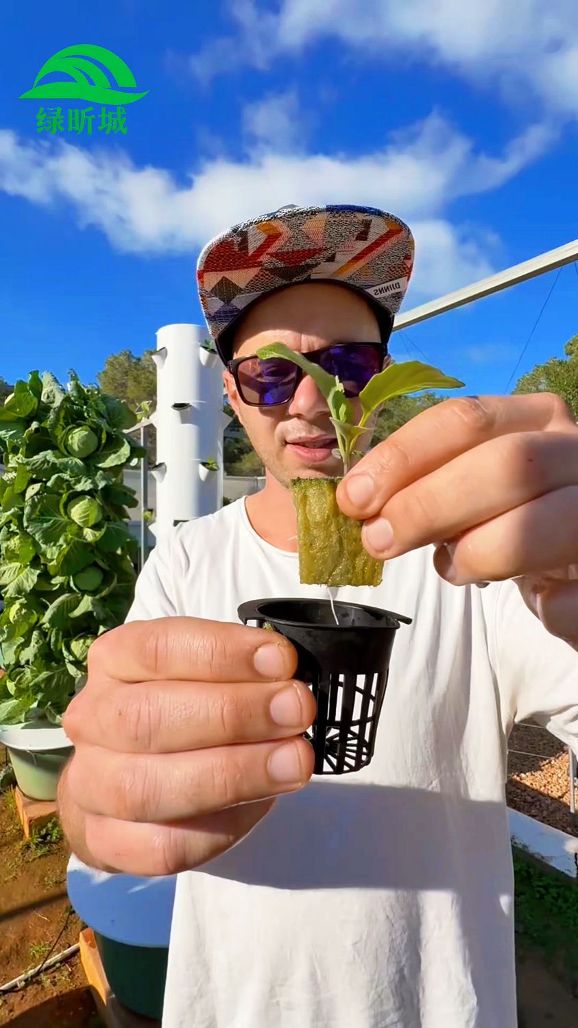无土栽培水培蔬菜种植技术分享
