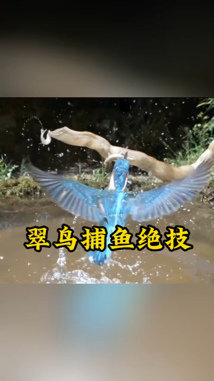 翠鸟高超的捕鱼绝技