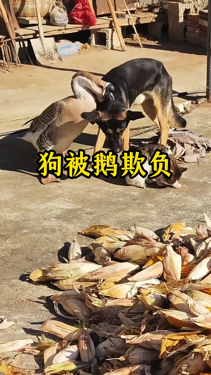 狗狗和猫咪被鹅欺负