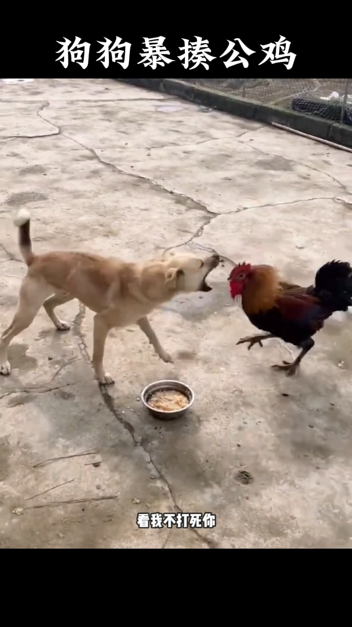 狗狗暴揍公鸡的精彩场面