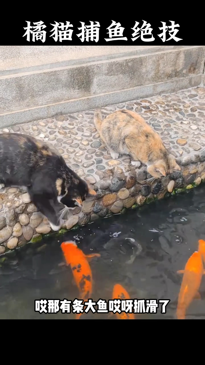 猫咪高超的抓鱼绝技