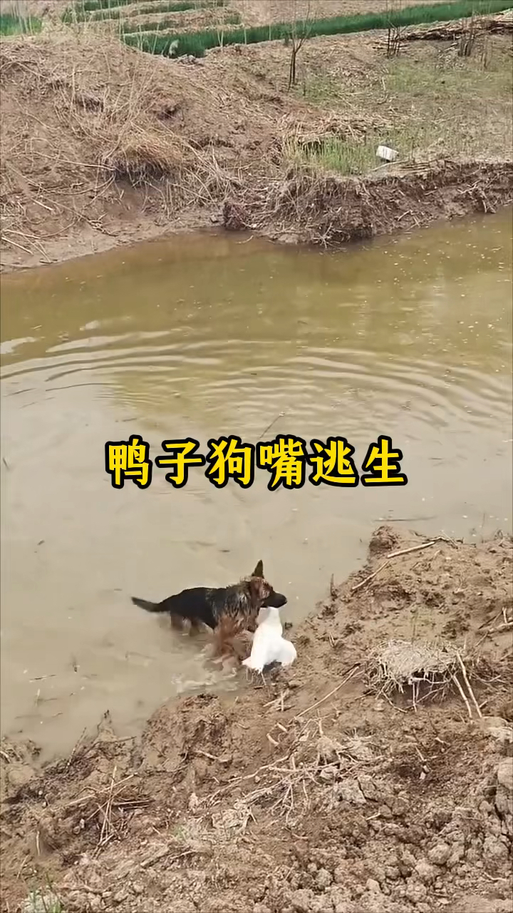 鸭子从狗狗嘴里逃脱