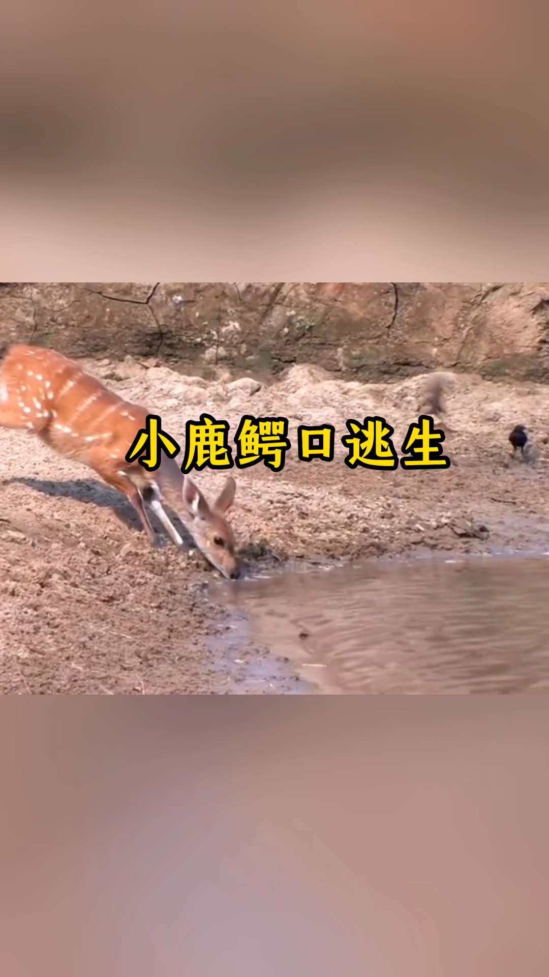 小鹿从鳄鱼嘴边逃脱的惊险场面