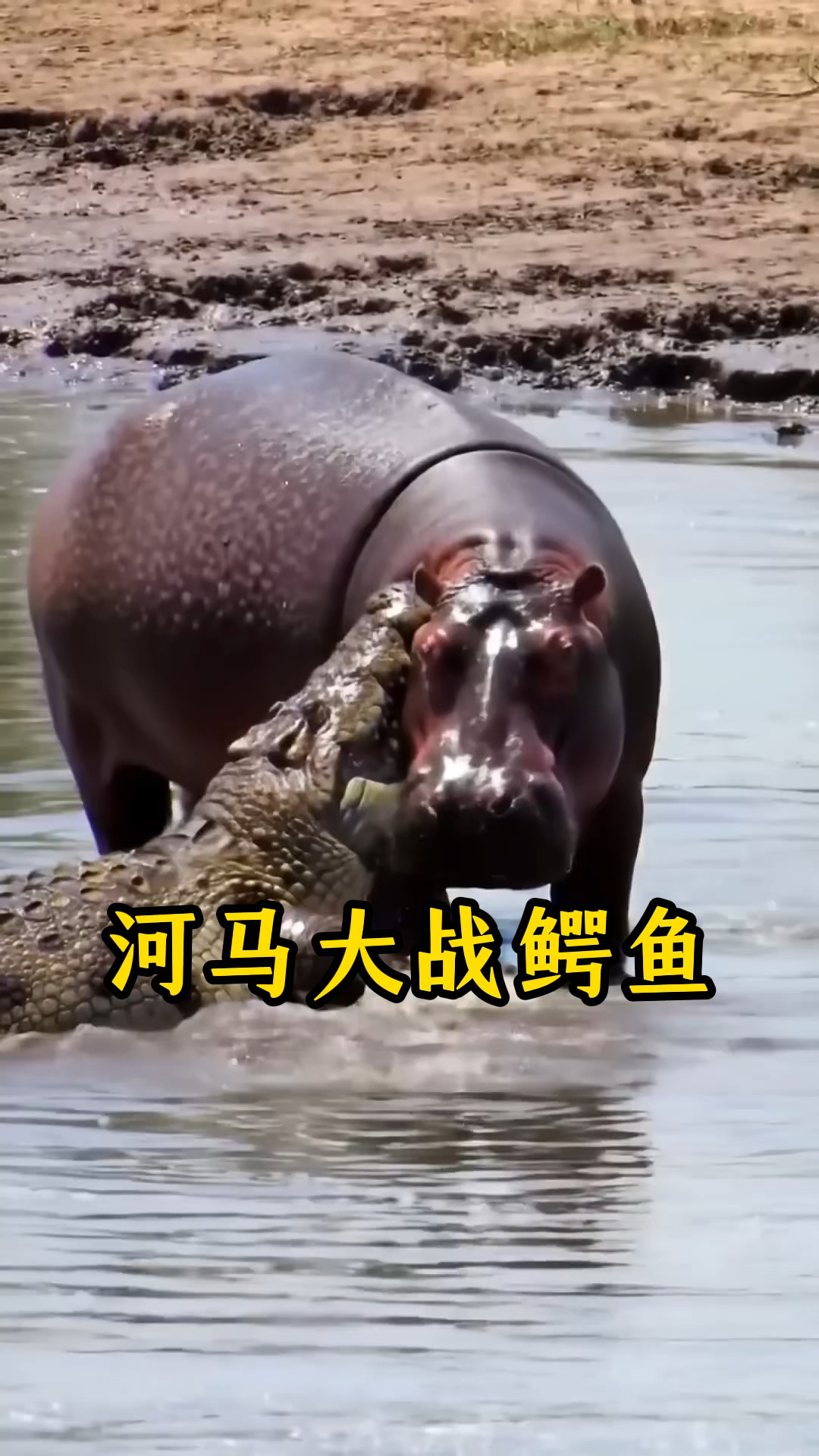 河马在水中对战鳄鱼