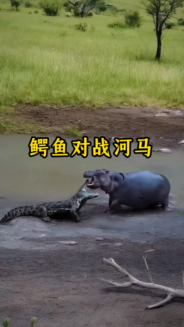 鳄鱼对战河马的精彩场面