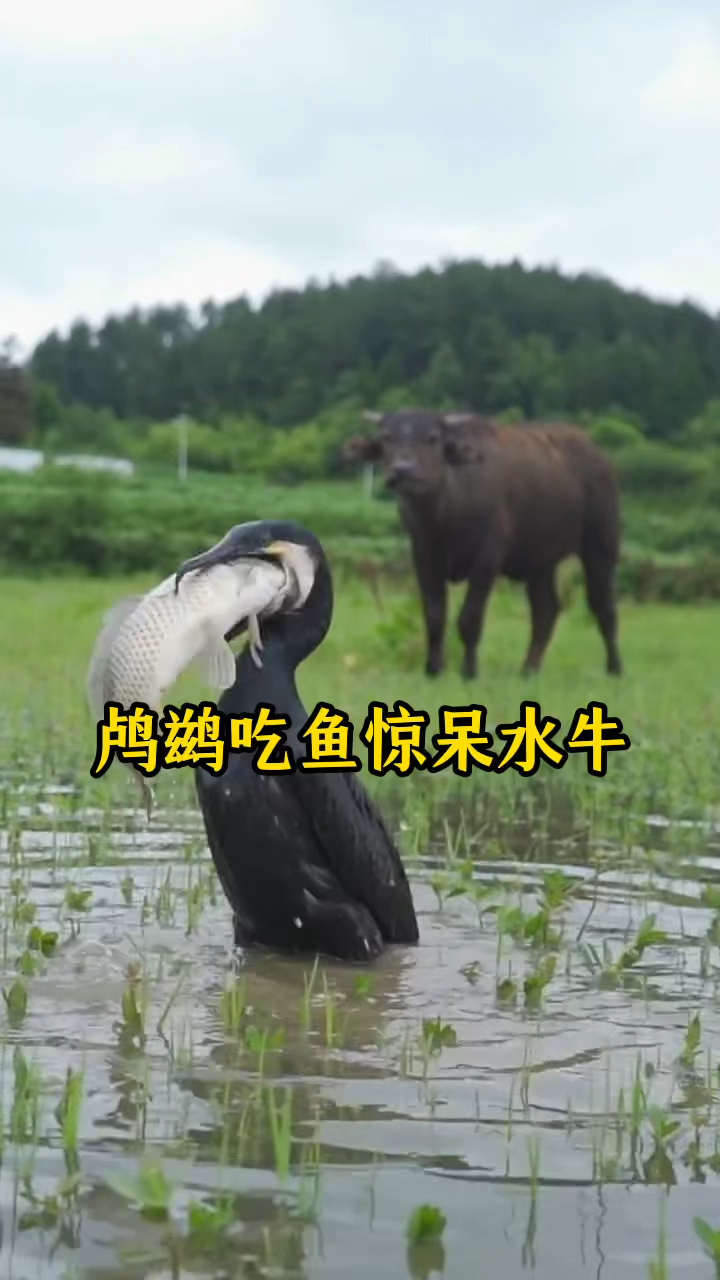 鸬鹚吃鱼过程惊呆了水牛