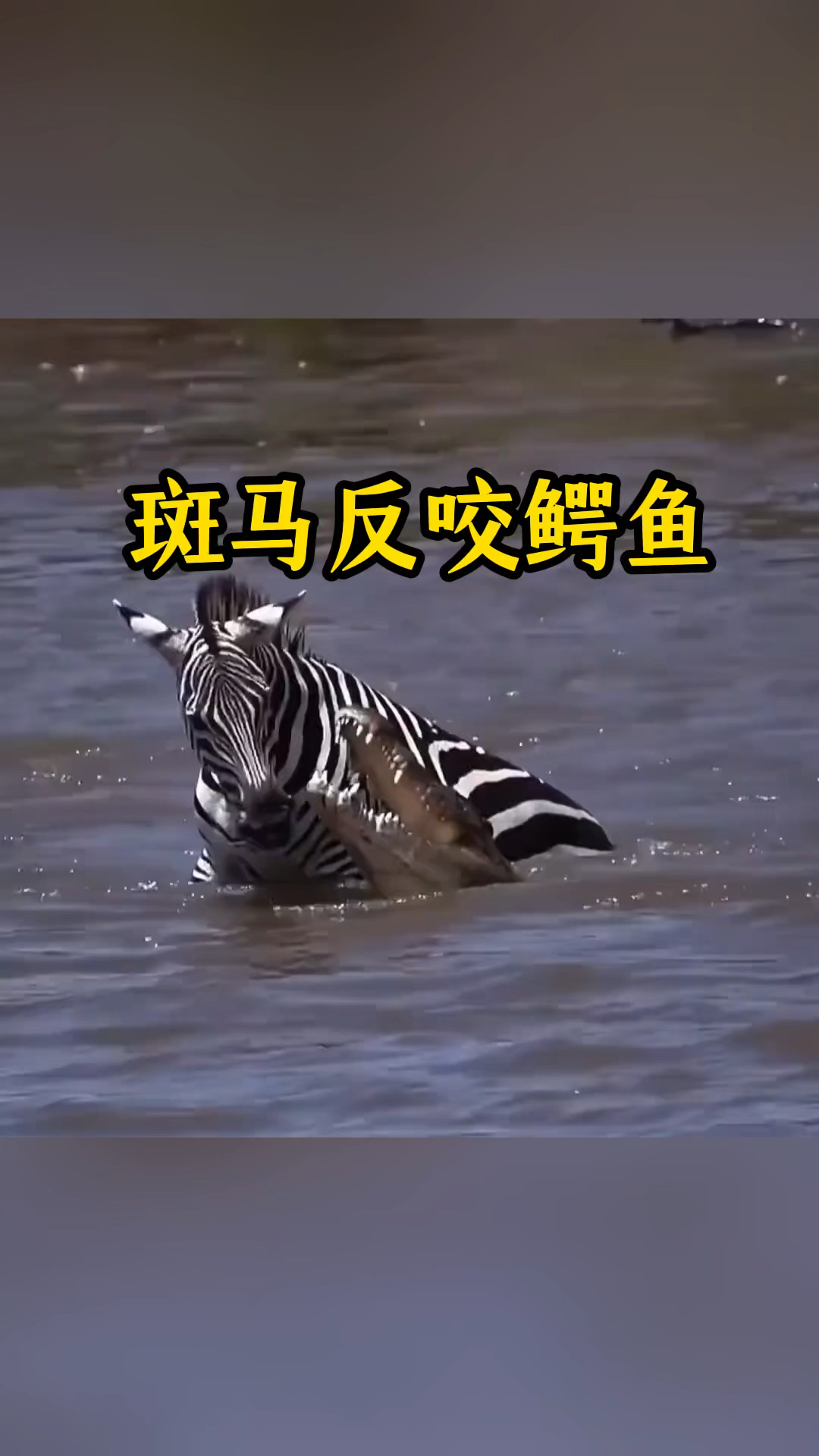 斑马反咬鳄鱼突出重围
