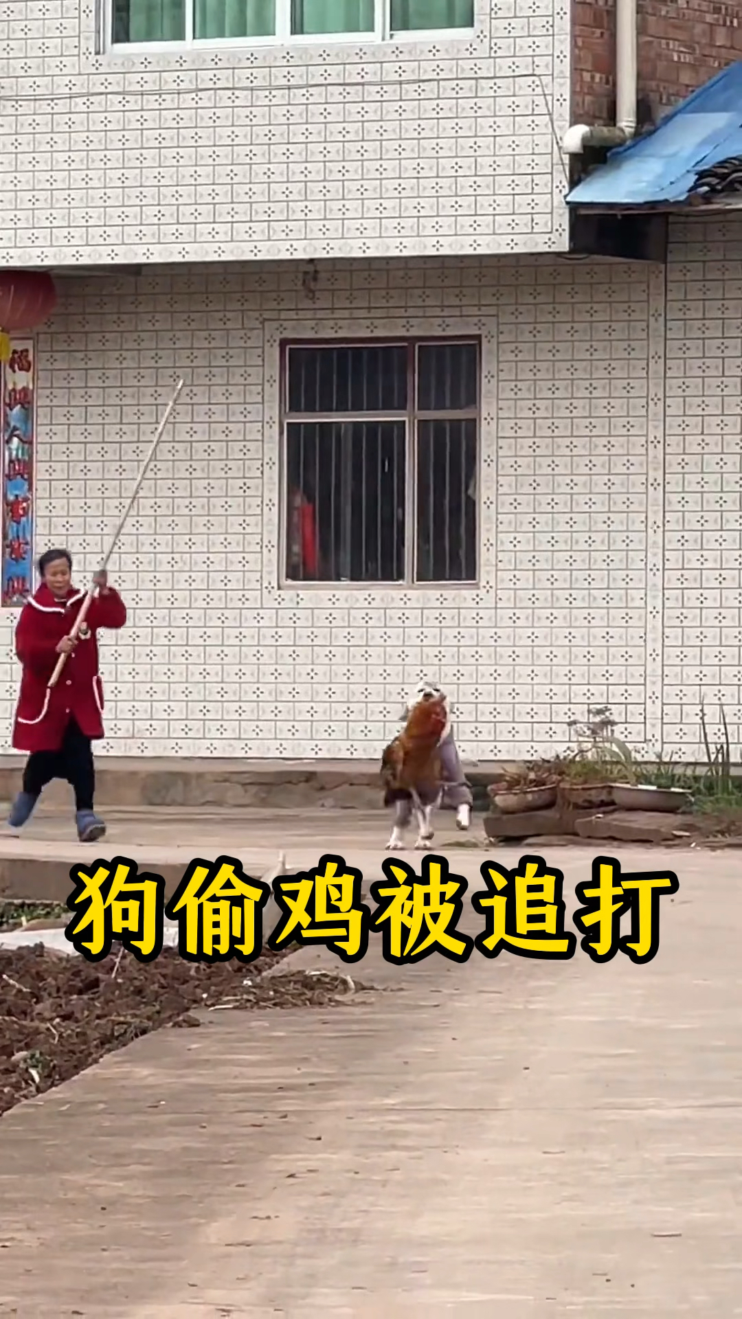 狗狗偷鸡被追打的有趣场面