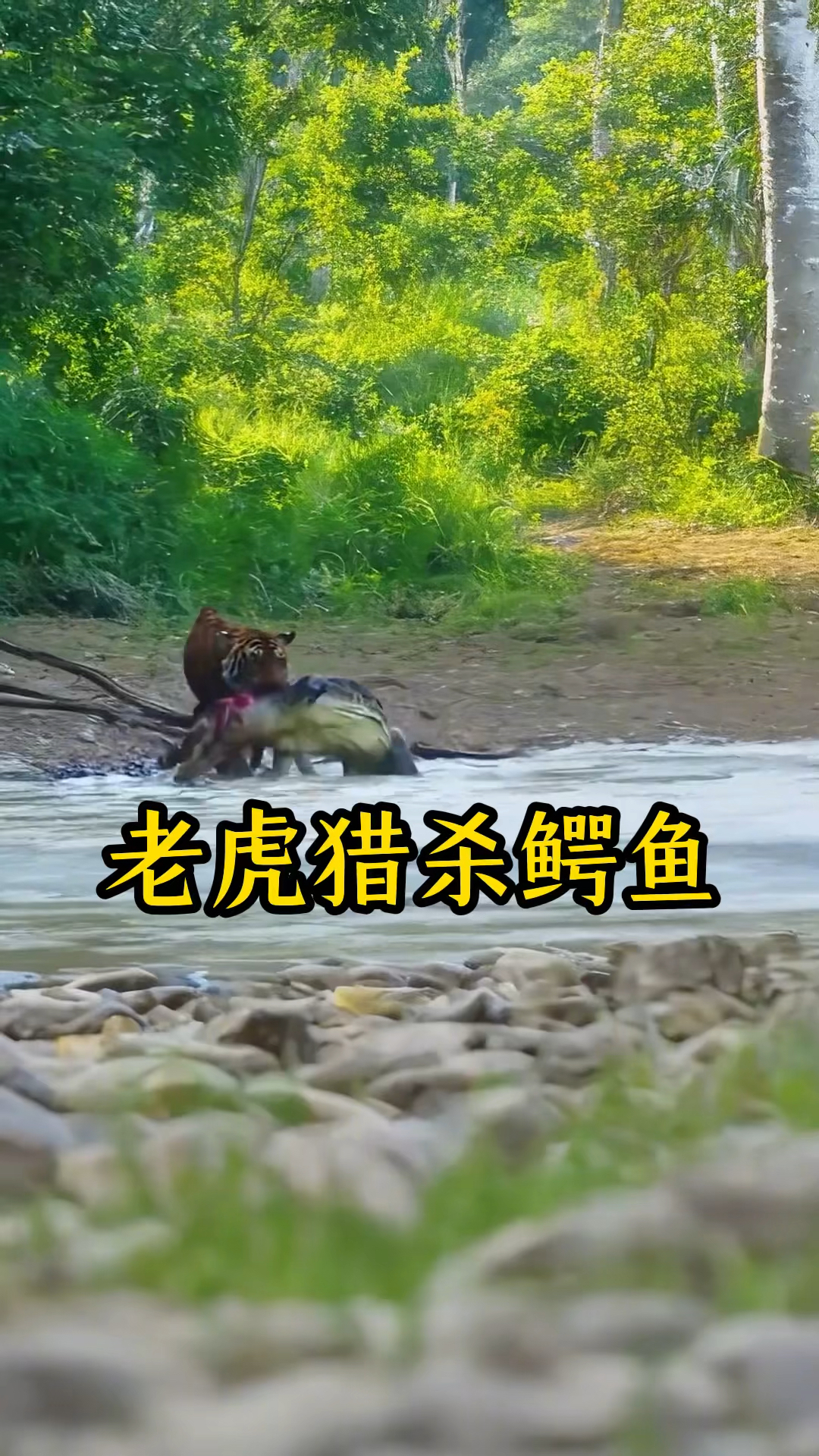 老虎在水中猎捕鳄鱼