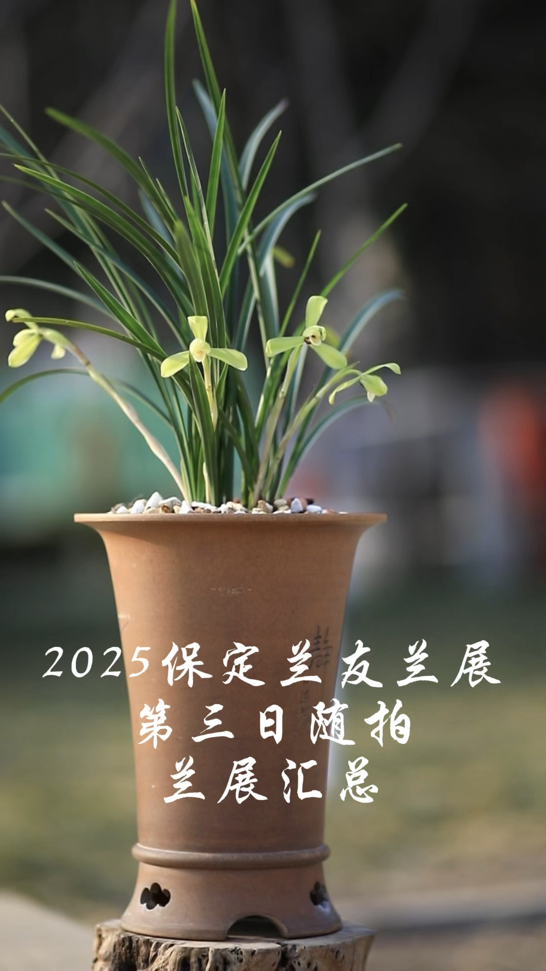 2025保定兰友兰展随拍第三日